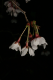 Prunus incisa 'Kojo-no-mai' RCP3-08 088.jpg